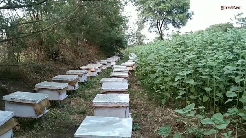 animal husbandry - ShareChat