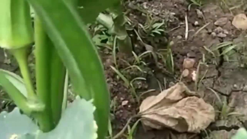crop - ShareChat
