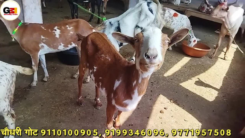 animal husbandry - ShareChat