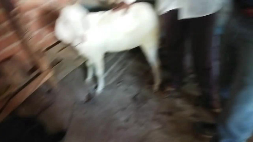 animal husbandry - ShareChat