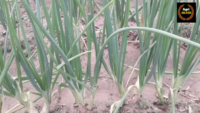 crop - ShareChat