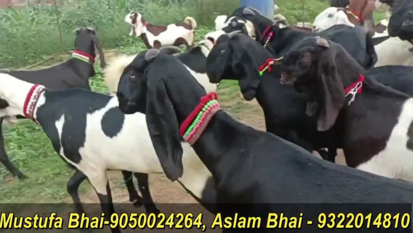 animal husbandry - ShareChat