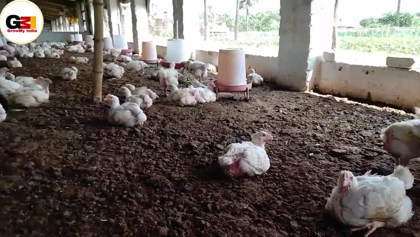 animal husbandry - ShareChat