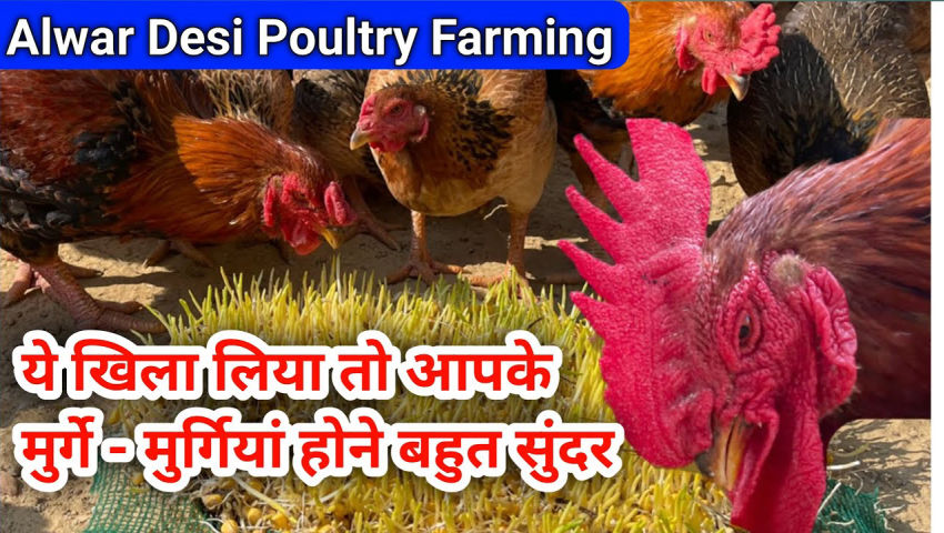 animal husbandry - ShareChat
