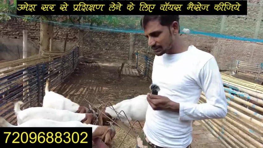 animal husbandry - ShareChat